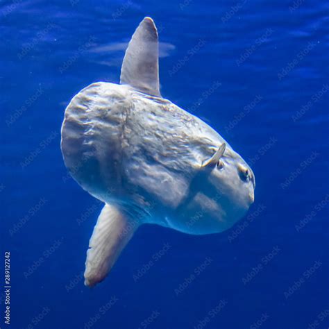 The Ocean Sunfish Mola Mola Is The Largest Bony Fish In The World