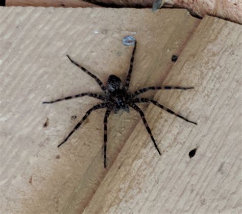Dolomedes Tenebrosus Dark Fishing Spider In Plains Pennsylvania