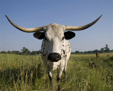 Charolais Bull With Horns