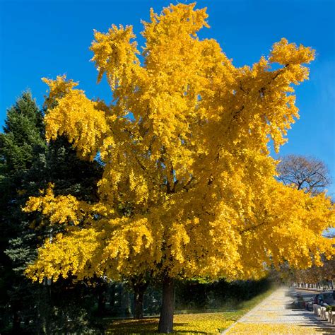 California Grown Autumn Gold Ginkgo Trees For Sale
