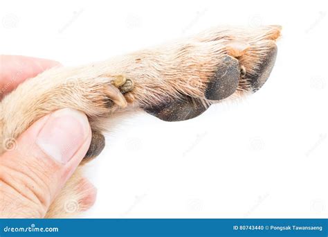 Closeup Many Ticks On Foot Dog Selective Focus White Background Stock