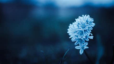 2560x1440 Blue Petal Flowers 1440p Resolution Hd 4k Wallpapersimages