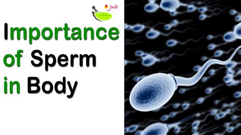 Importance Of Sperm How Sperm Work In Human Body Amazing Fact About