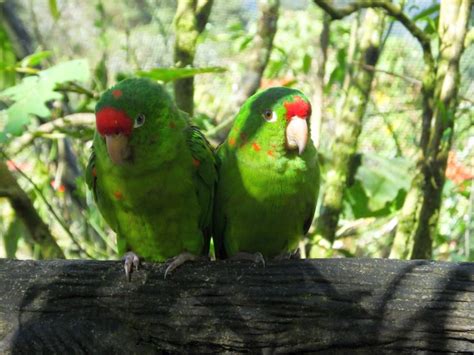 Crimson Fronted Parakeet Costa Rica Living And Birding