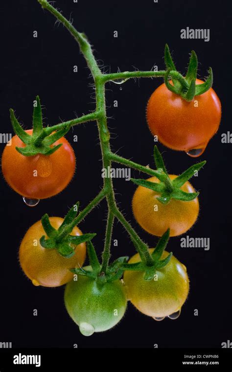 Stages Of Ripening Of Tomatoes Hi Res Stock Photography And Images Alamy