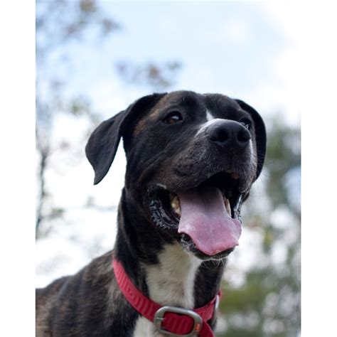 This a curious, funny, and friendly dog that is a perfect match for families. Max - Large Male Boxer x Great Dane Mix Dog in QLD - PetRescue