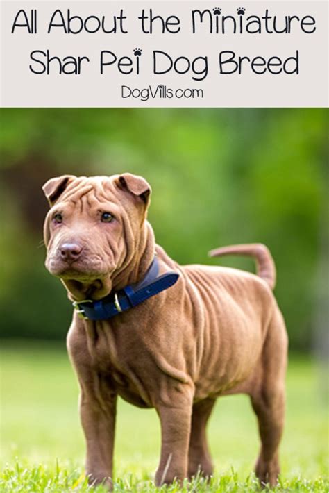 The Miniature Shar Pei What You Will Need And Want To