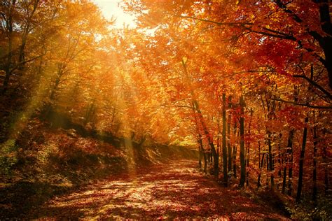 Free Images Landscape Tree Nature Path Branch Light Wood Road Sunlight Leaf Fall
