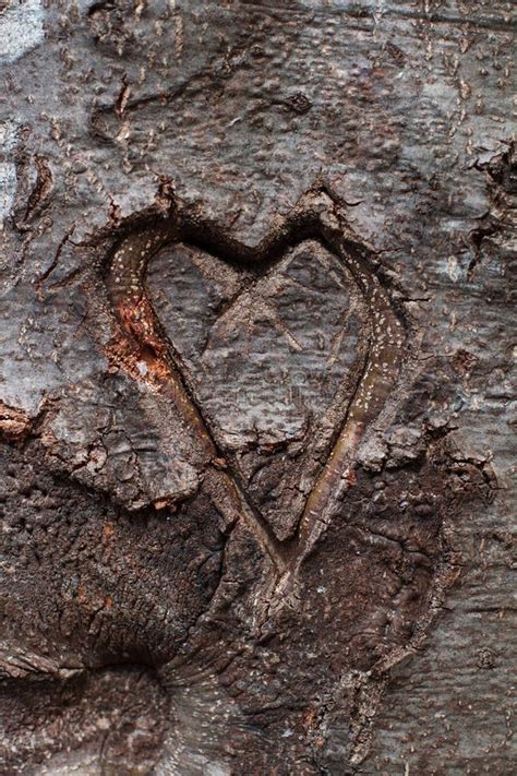 Heart Carved In Tree Stock Image Image Of Vertical Passion 91493633