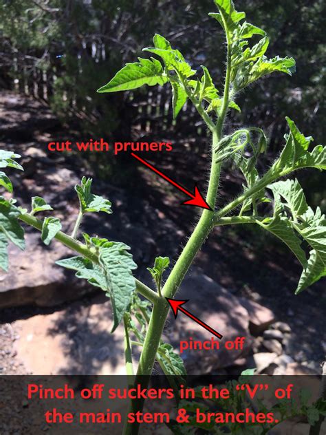 Pruning Tomato Plants For Maximum Growth And Harvest Images