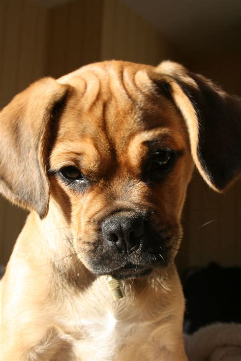 Soooo Lovely Puggle Puppies Cute Dogs Dog Pictures