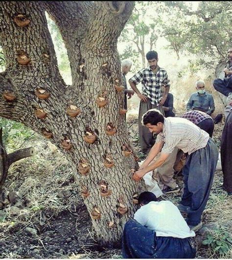 Making Natural Kurdish Chewing Gum Luiqid Of Special Tree Is Taken