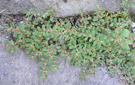 Spotted Spurge Weed Control Spring Touch Lawn Care