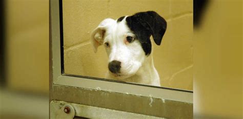 10 Ways To Help Homeless Animals In Shelters