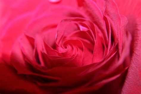 Close Up Red Rose Photography Print Available In 5x7 And 8x10 Etsy