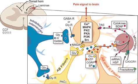 Pathophysiology Of Spinal Pain And Pain Pathways Neupsy Key