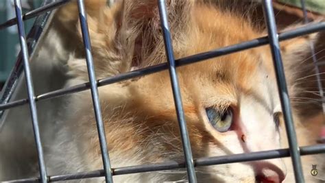 Kitten Rescued From Storm Drain After 96 Hours Cat Fancast