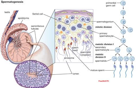 Spermatogenesis Process Diagram