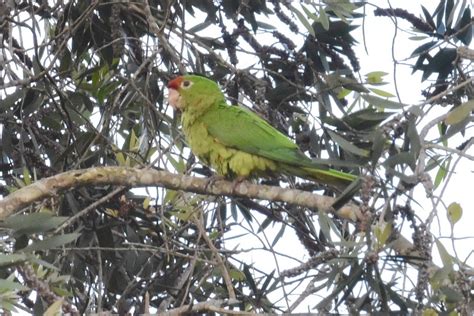 Crimson Fronted Parakeet San Jose Costa Rica 112020 Flickr
