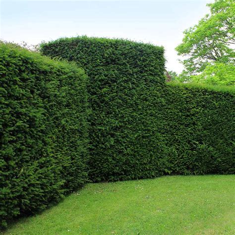 English Yew Taxus Baccata Hedges Direct