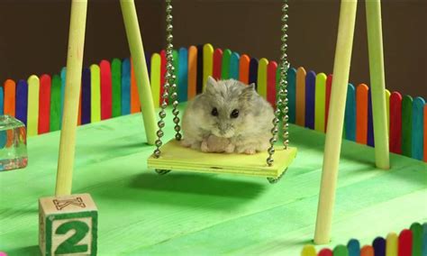 Video Tiny Hamster In A Tiny Playground Is Ridiculously Cute And Set