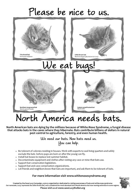 Resources Bat Conservation And Rescue Of Virginia