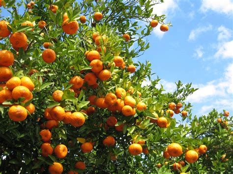 Southern Fruit Trees Learn About Fruit You Can Grow In