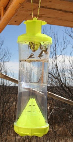 Red Wasp Trap Recommendation Discussion On The Forums