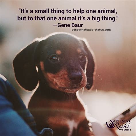 50 Best Animal Lover Quotes That Touch Your Heart Status For Animals