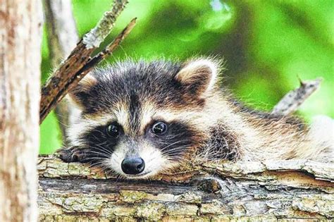Woman Rescues Baby Raccoon Inadvertently Exposes 20