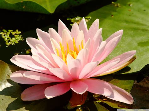 Pink Water Lily Wallpaper 1680x1260 31347