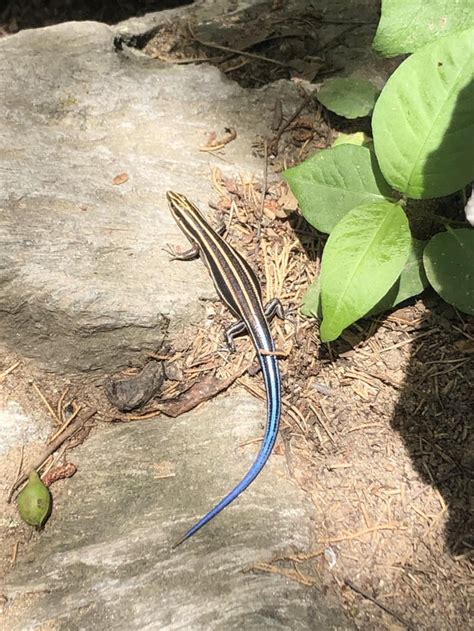 Common Five Lined Skink Found In Great Falls Park Va Reptiles
