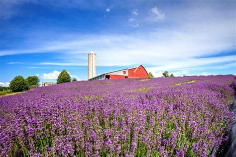The Most Beautiful Lavender Farms To Visit In The Us Travel Channel