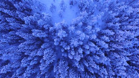 Snowy Trees Above Winter Pixabay Free Stock Footage 7328 4k Uhd