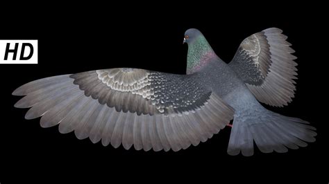 Pigeon Species B Flying Motioncow