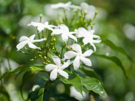 Looking For Fragrant Flowers Try Planting Scented Jasmine