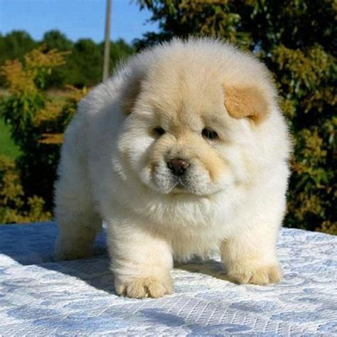 Fluffy Emergency Chow Chow Puppies Are On The Loose