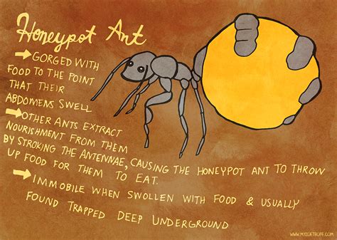 Depictions Of Honeypot Ants That Arent Porn • Zachary Burchill