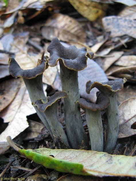 Black Trumpet Mushrooms ~ Fresh And Dried Black Trumpets For Sale