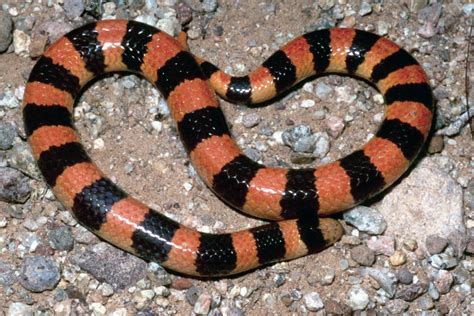 Banded Sand Snake Sonora Chilomeniscus Straminea