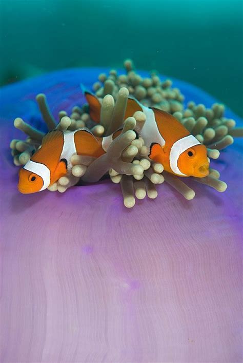 Takako Uno Clown Fish Sea Animals Underwater Life