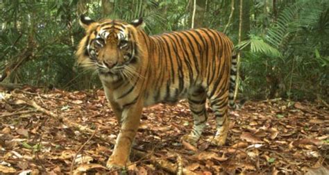Selamatkan Keragaman Genetik Harimau Perkawinan Antarsubspesies