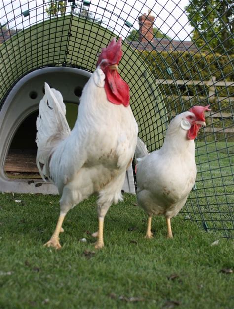 It is quite often thought of as an american bird since it was refined and perfected into white leghorns have been the main egg producers in north america, as the american marketplace has demanded white eggs and has been. The Chantecler - Canada's Chicken Breed | Chicken breeds ...