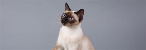 Siamese Cat Personality Temperament Whiskas Philippines