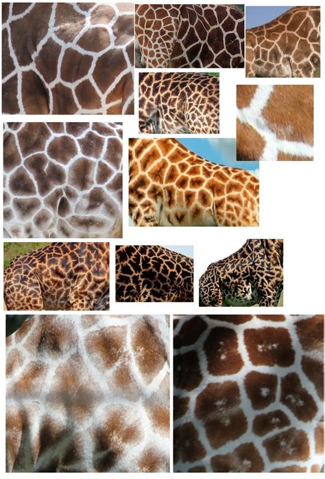 Very Easy Spot The Difference Picture Giraffe