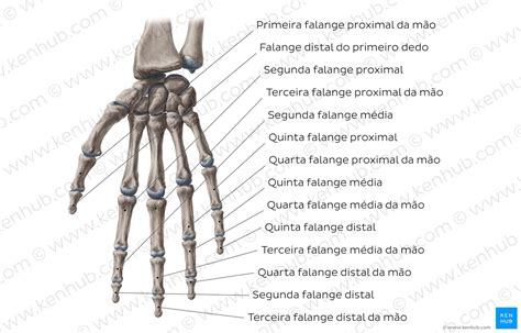 Falanges Da Mão Anatomia E Função Kenhub
