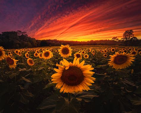 Images Nature Fields Flower Helianthus Sunrises And Sunsets