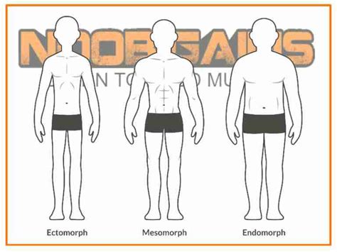 Ultimate Guide To Body Types Ectomorph Endomorph And Mesomorph