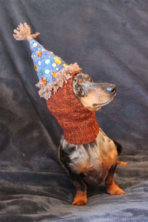 Dog Birthday Hat Uk According To Science 1 Dog Year Does Not