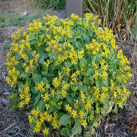 Woody perennials include trees and shrubs. OnlinePlantCenter 1 gal. Yellow Stonecrop Sedum Plant ...